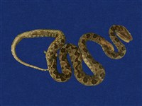 藏品(龜殼花)的圖片